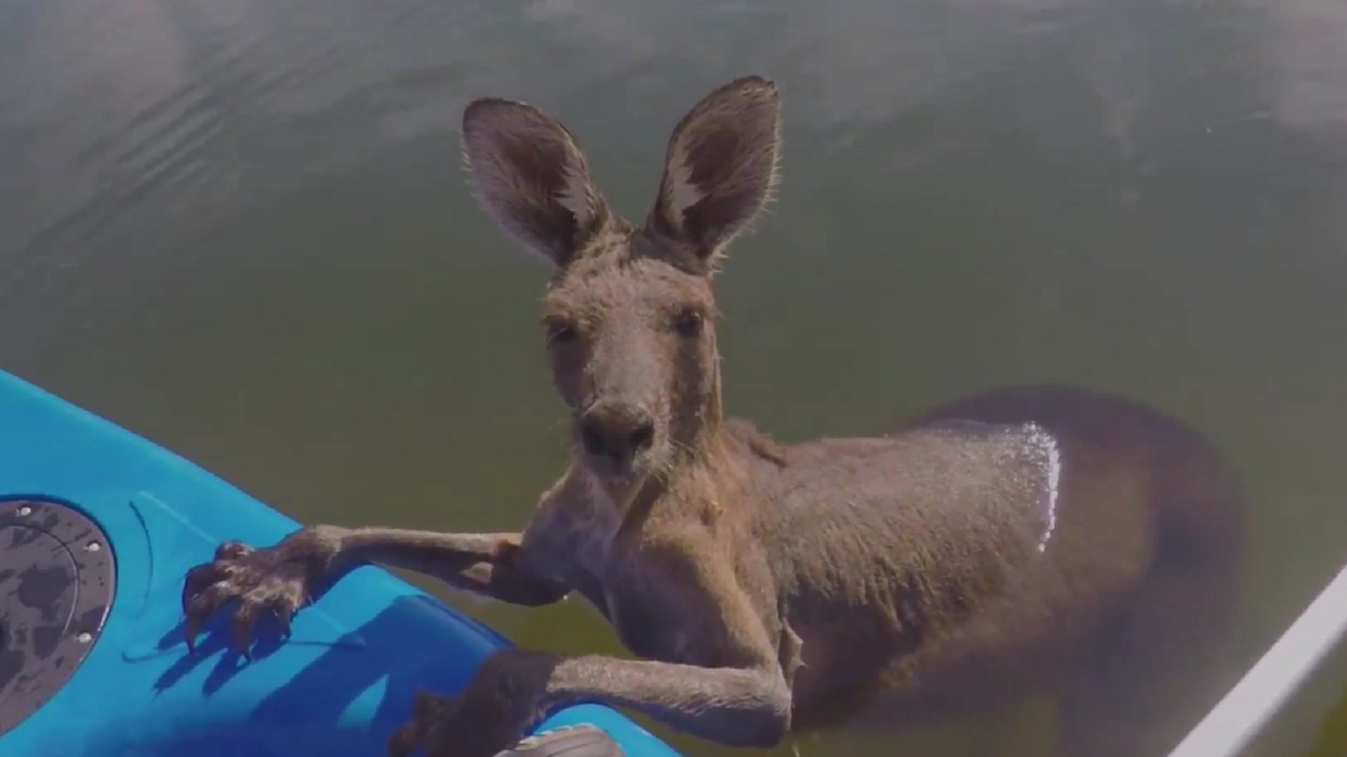 VIDEO: Watch the rescue mission that saved young kangaroo trapped in a ...