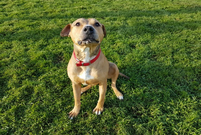 Meet Doyle, our Pet of the Week! - The Sunday Post