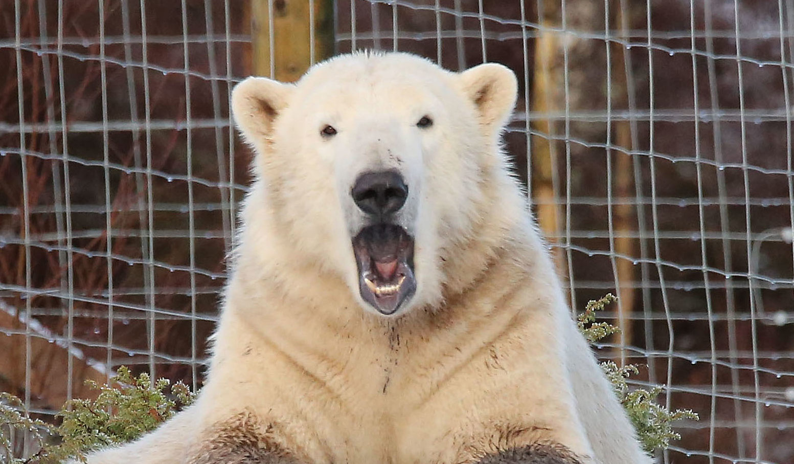 History-making Hamish The Polar Bear To Leave His Highland Home - The 