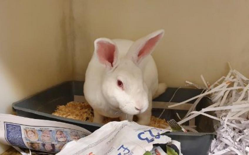 Pet of the Week: Could you give Cedar the rabbit a brand new forever ...