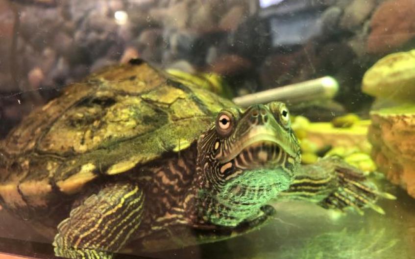 Pet of the Week: Could you give Squirtle the turtle a brand new forever ...