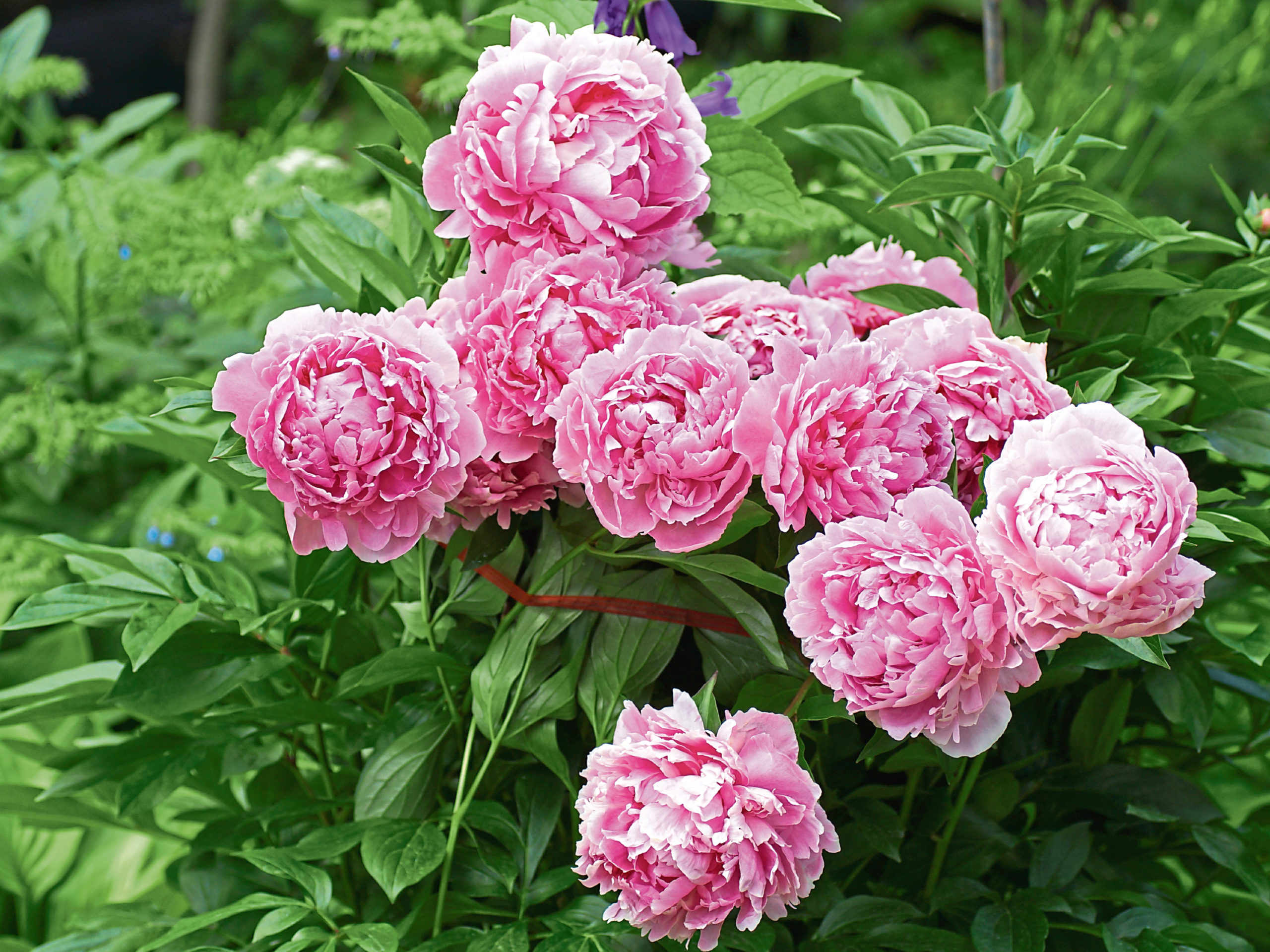 Gardening: Peonies now set to flower as summer classic returns to ...