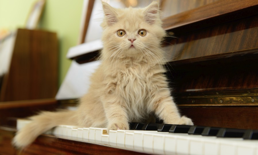 do-cats-like-music-composer-creates-melodies-for-our-feline-friends