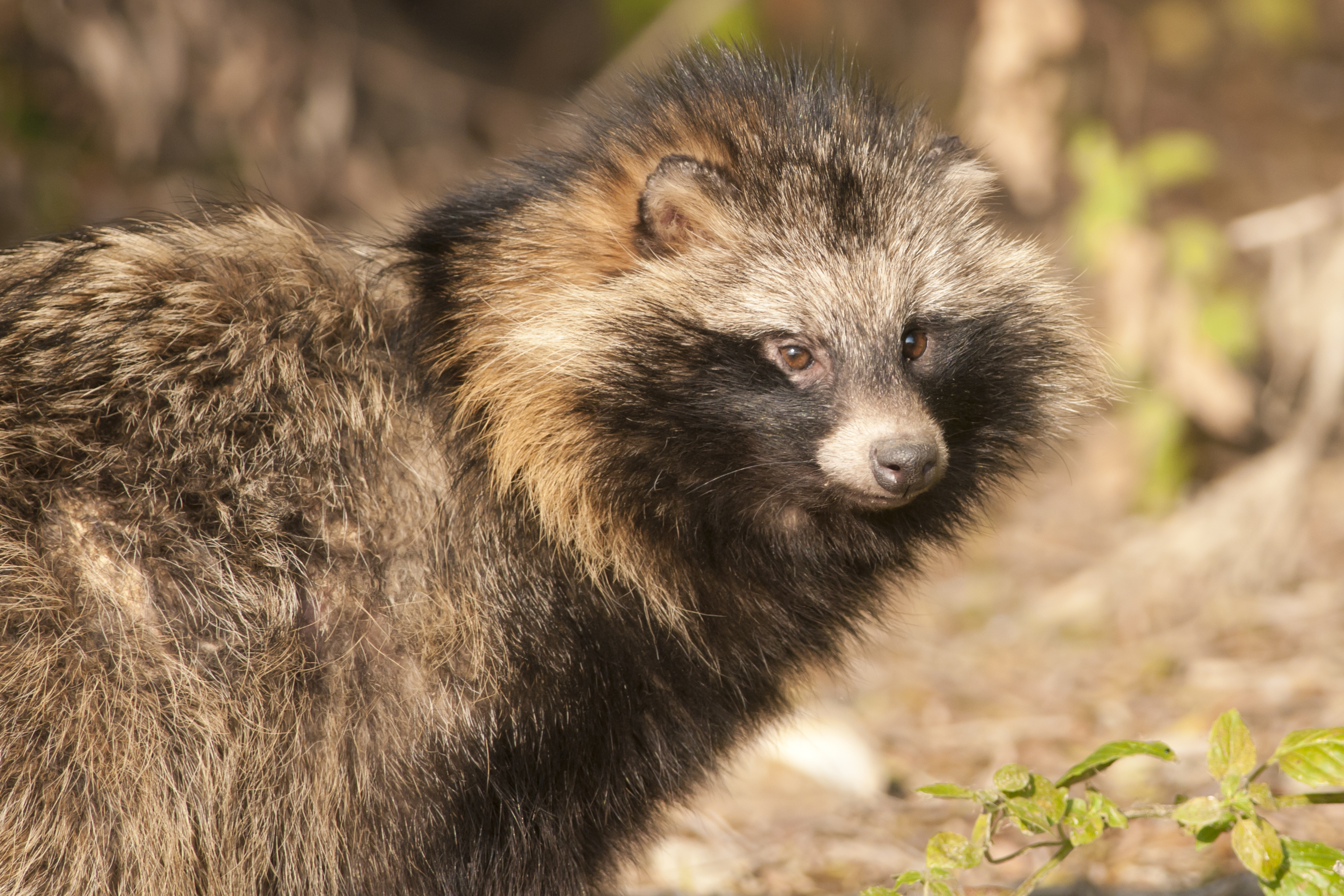 Meet the animal that has baffled many with its appearance... the racoon