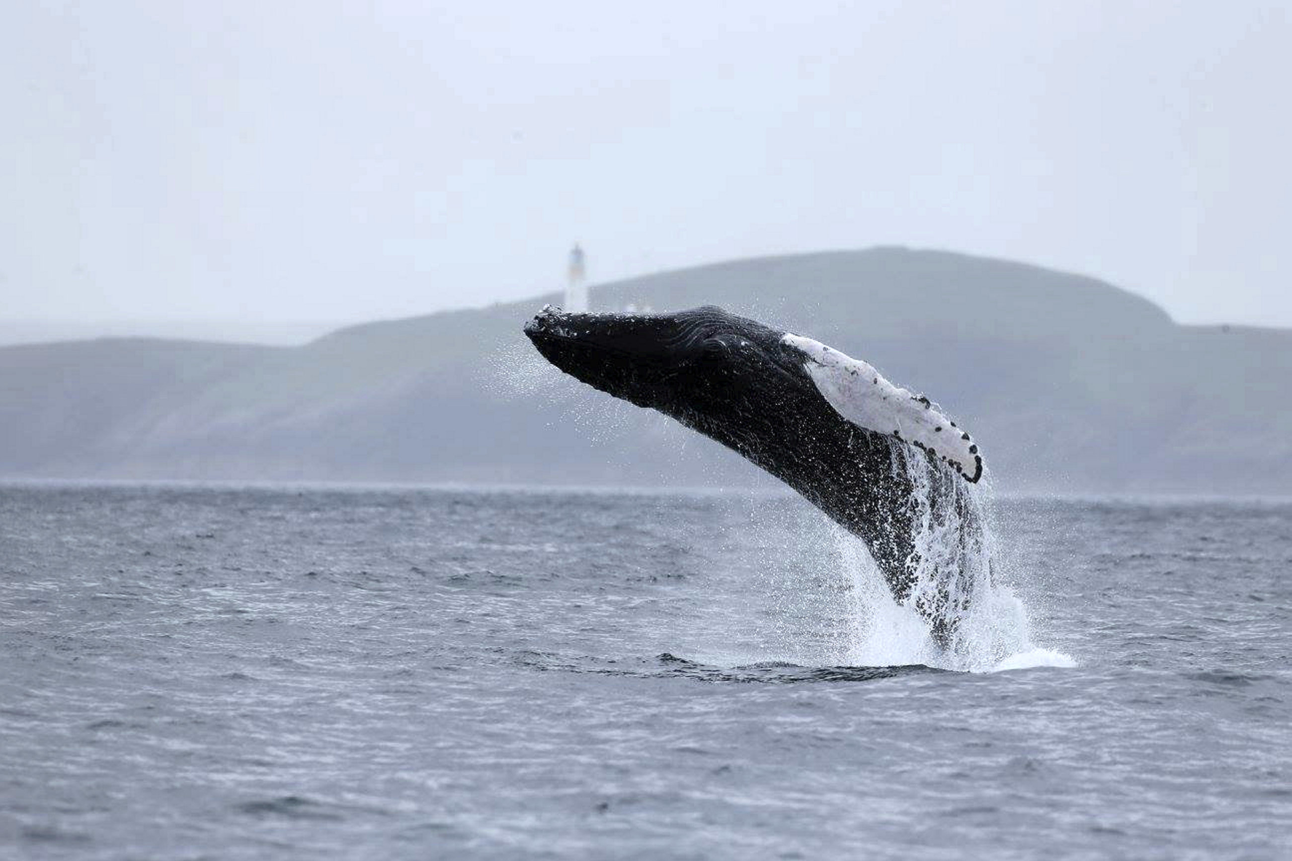 Seven humpback whales surface in the Western Isles - Sunday Post