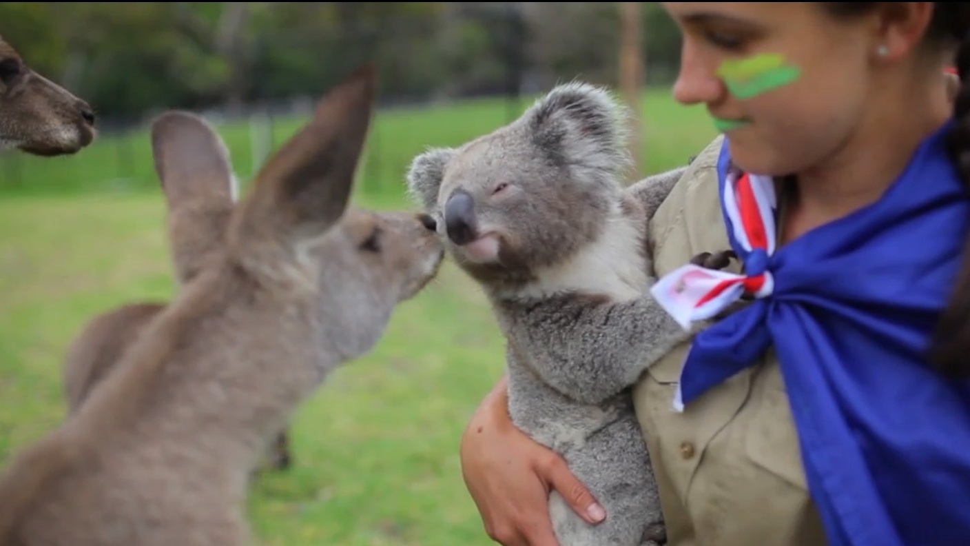 Кенгуру и коала