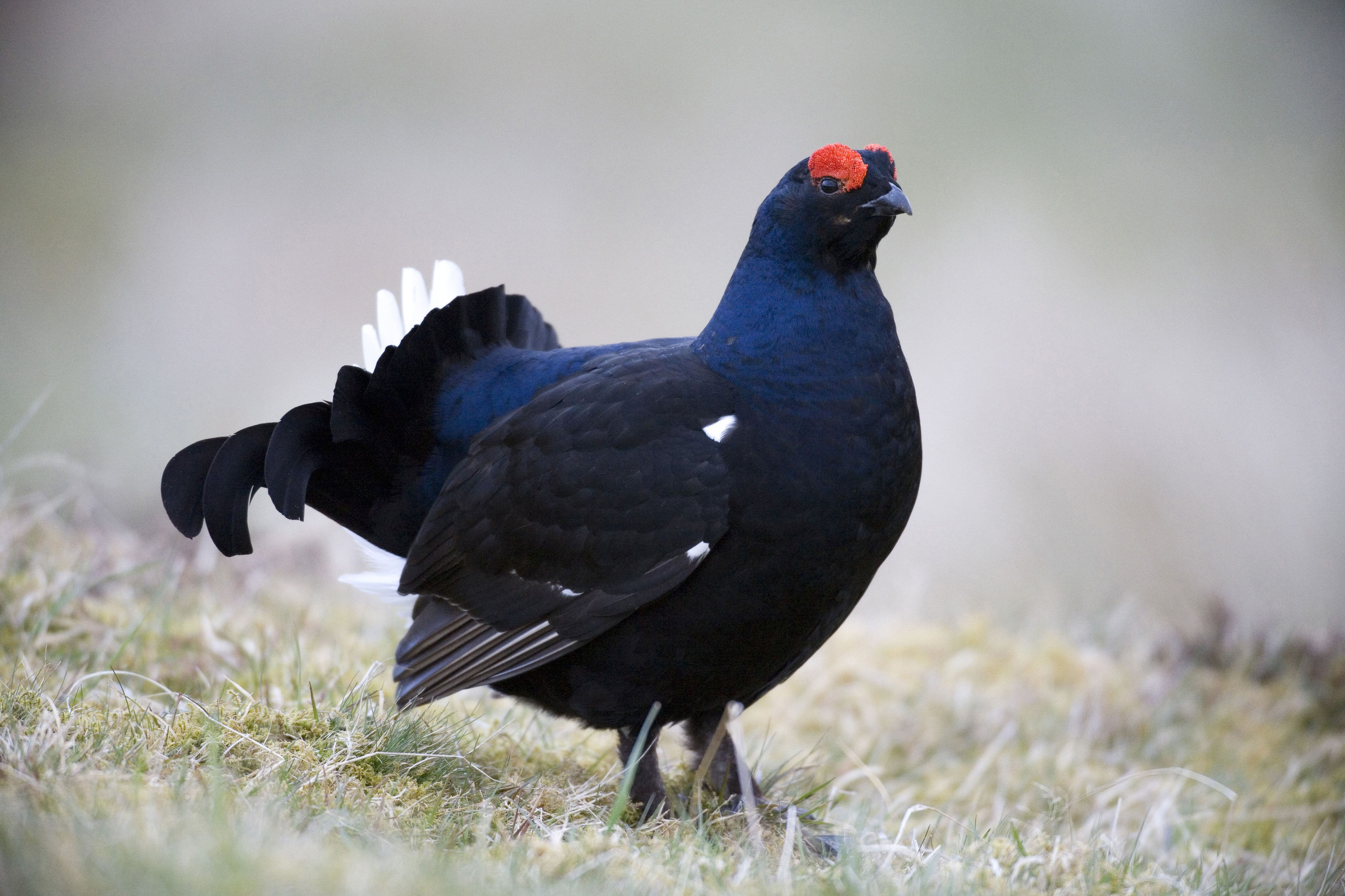 the-famous-grouse-raises-600-000-to-aid-namesake-species-protection