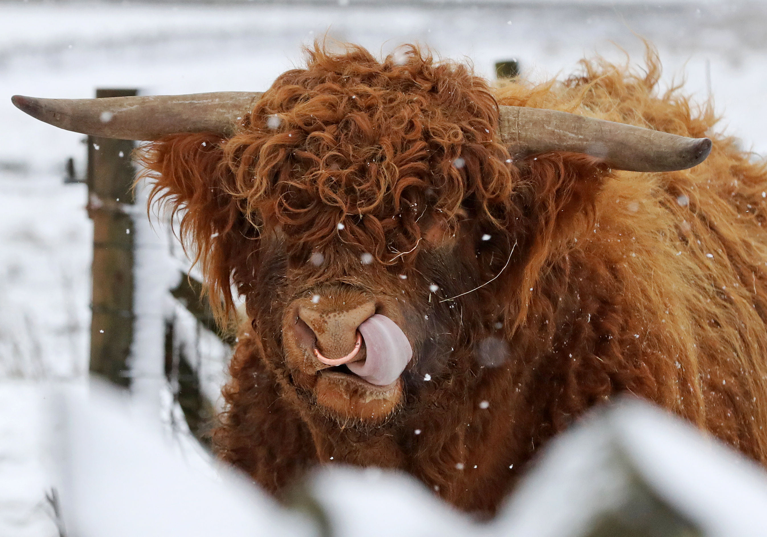 In pictures: Snow comes to Scotland - The Sunday Post