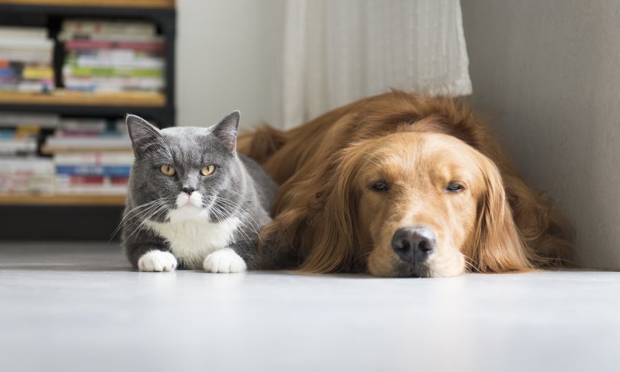 The great debate: cats vs dogs - Sunday Post