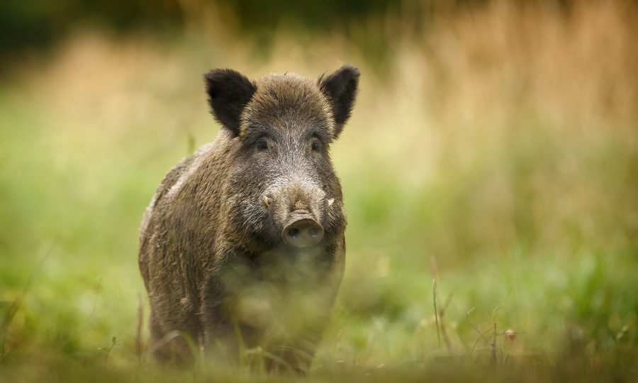 Fears that Scotland's wild boar could spread superbugs to humans ...