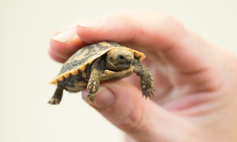 Finn the tiny tortoise wins fans after hatching at UK safari park ...