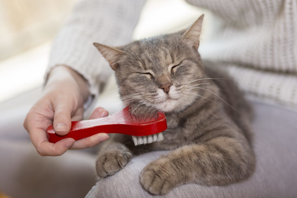  Live  in Glasgow  Love cats  The Purrple cat  cafe  is 