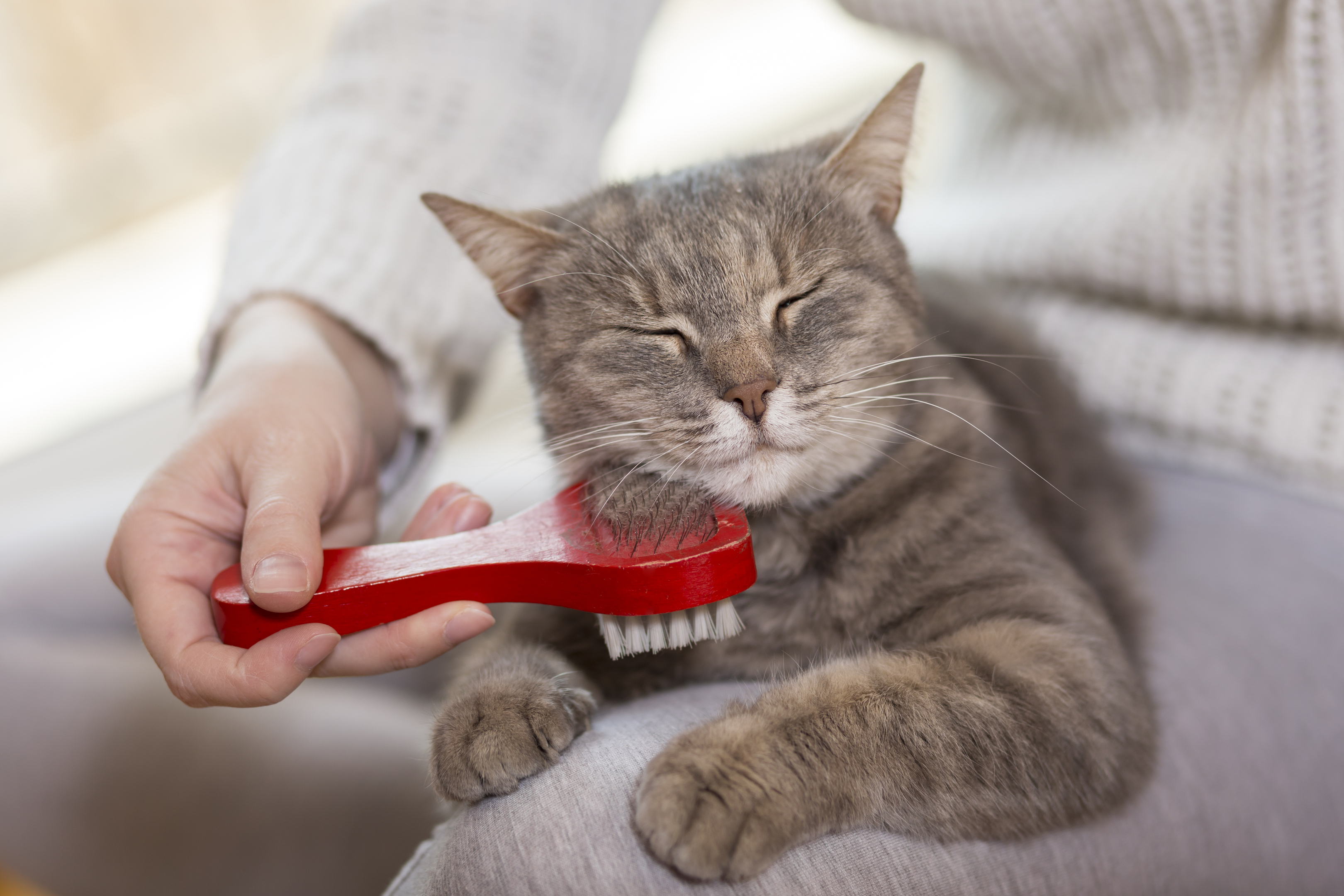 Live in Glasgow  Love cats  The Purrple  cat  cafe  is 