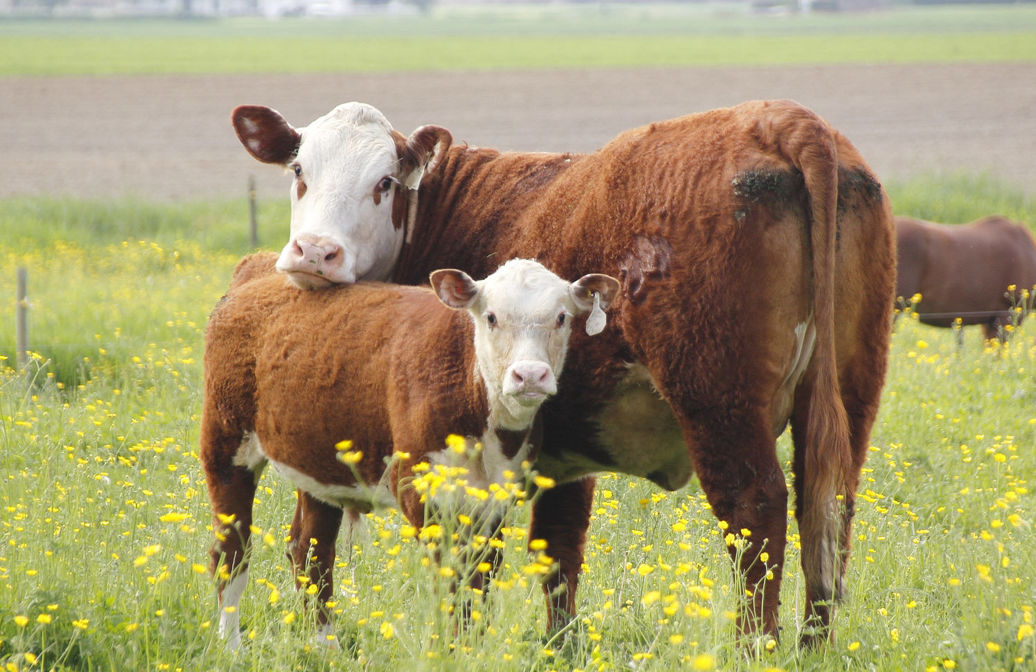 Haven’t you herd? Cows have their own personalities just like humans ...