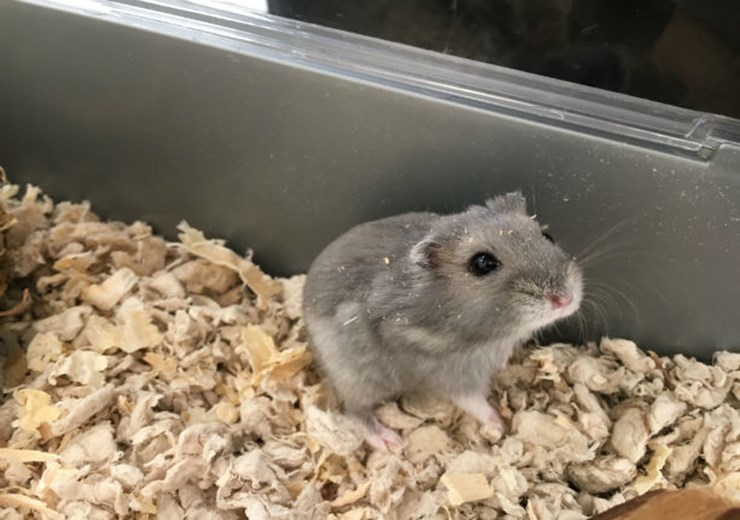 dwarf hamster pets at home
