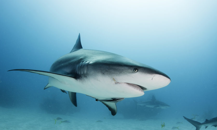 Jaws of life? Sharks’ blood could help fight against cancer as ...