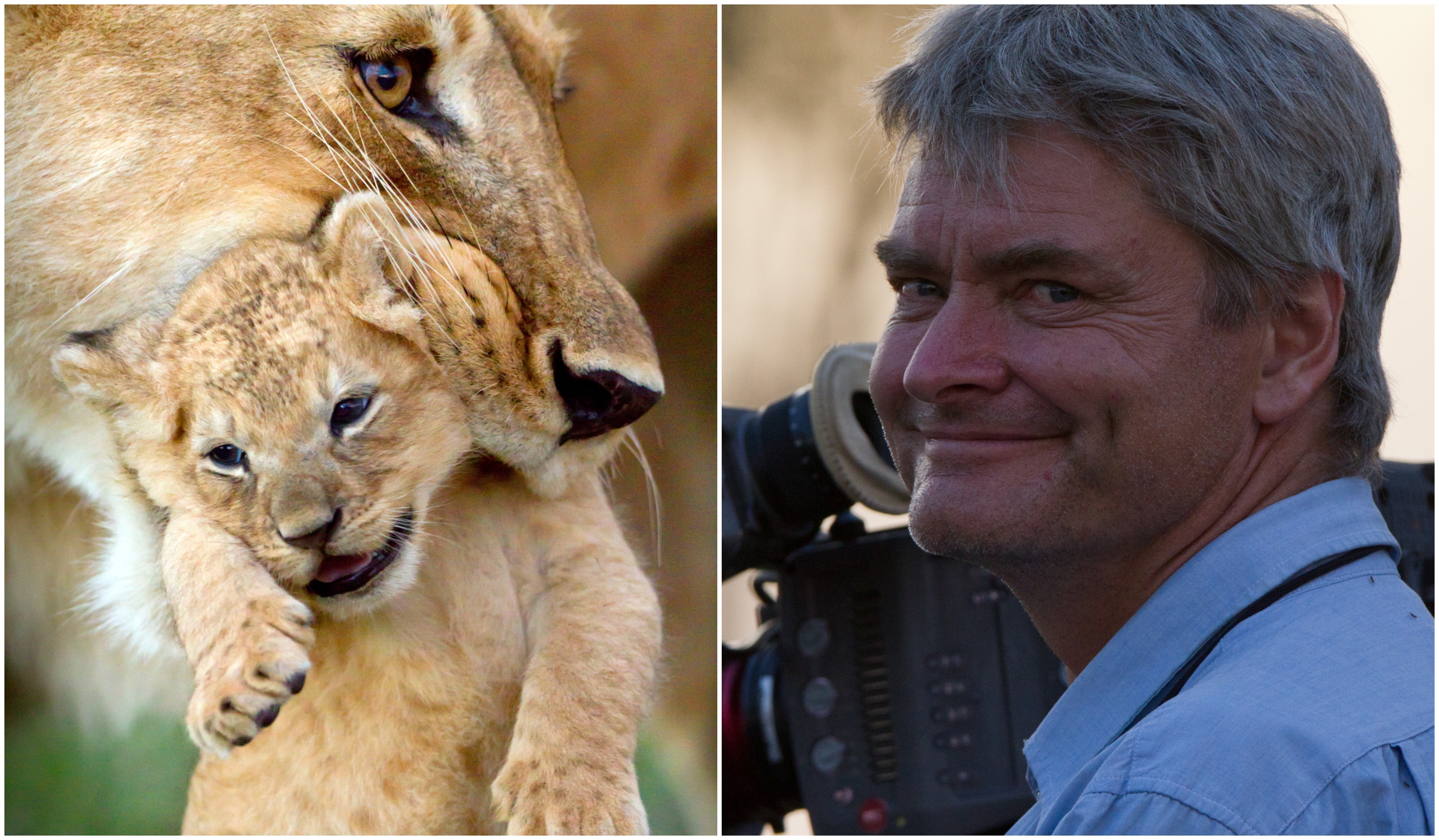 A Terrified Lion Fleeing A Pack Of Vicious Hyenas Attempts To Leap Into The Truck It S Just Another Day At The Office For Dynasties Cameraman John Aitchison The Sunday Post