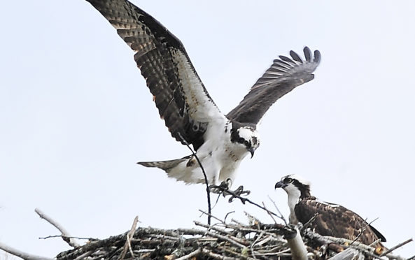 The Great Outdoors Anniversary Of Osprey Reintroduction To - 