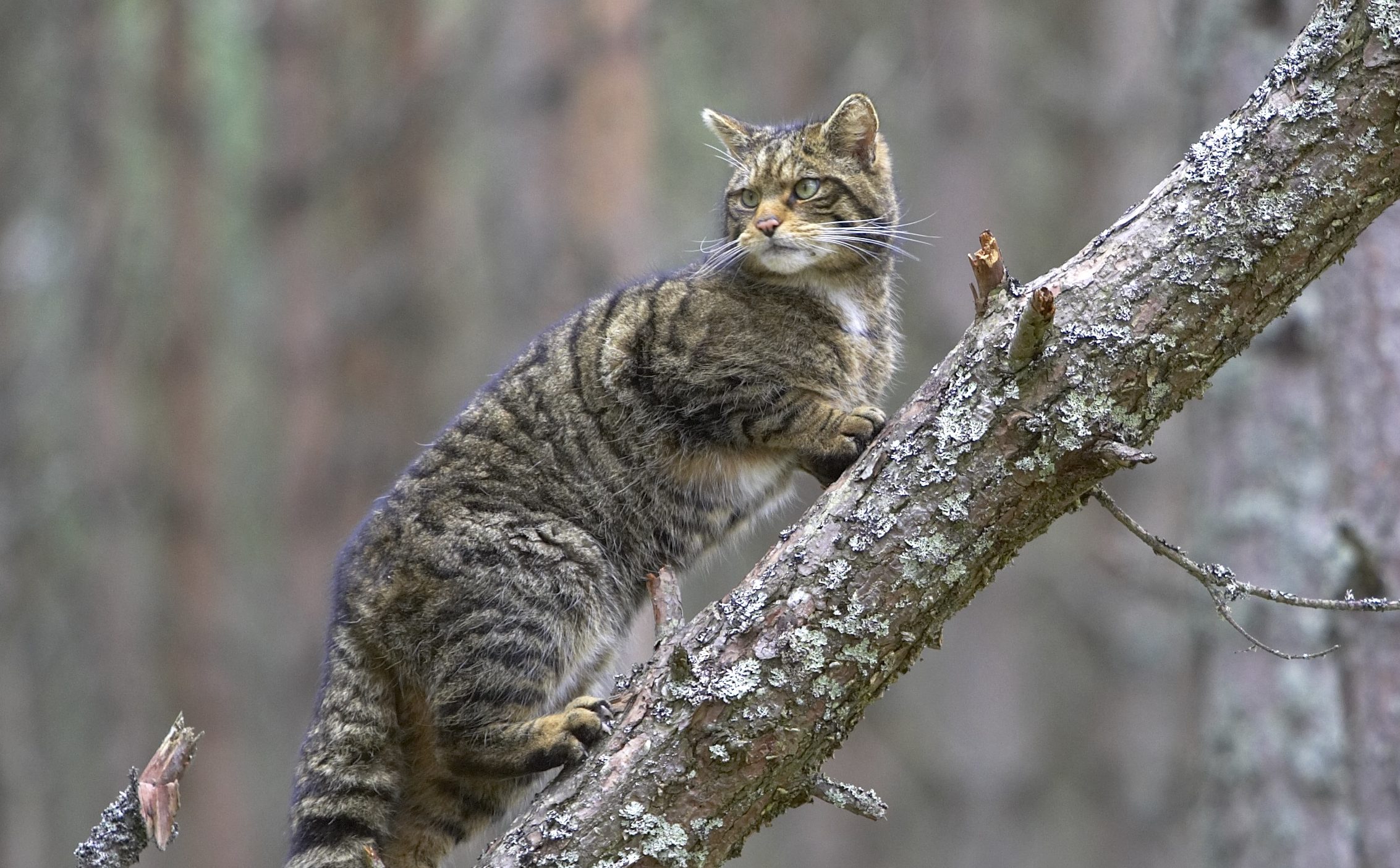 genetic-study-fuels-fears-that-scottish-wildcats-are-on-brink-the