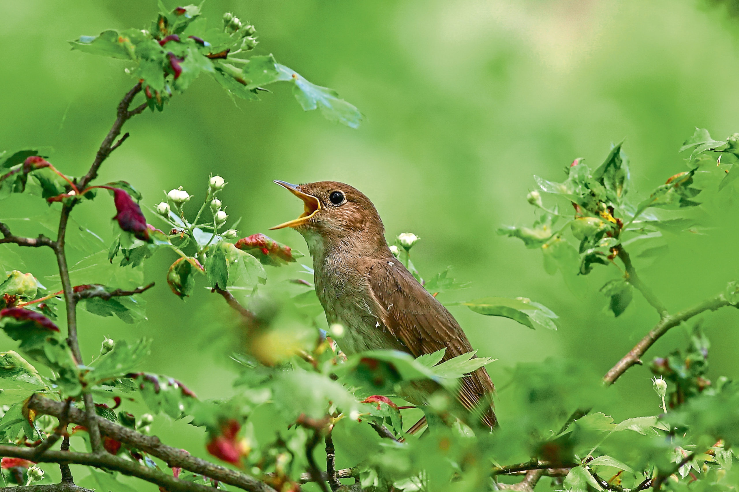 Nightingale, Songbird, Migratory, Nocturnal