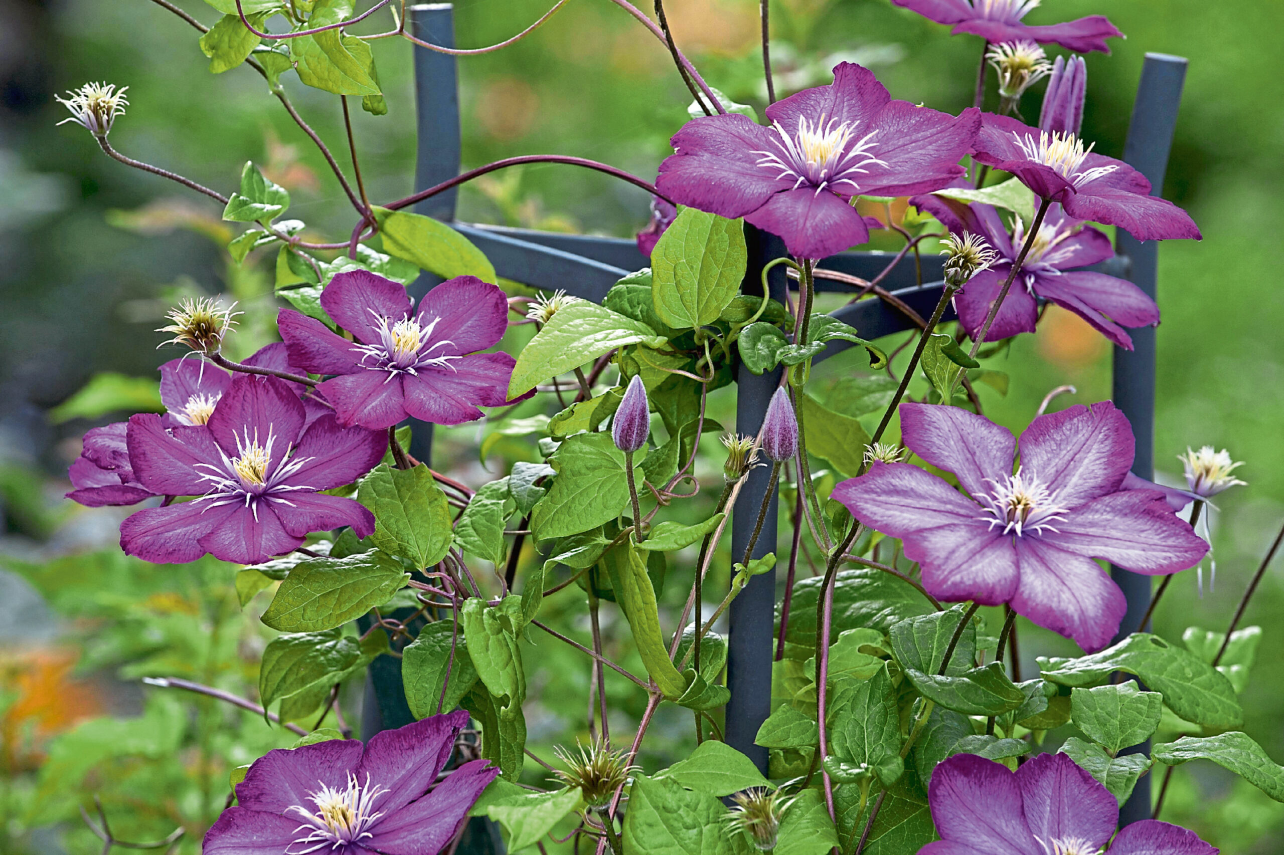 Climbing plants with flowers are the perfect way to give a boost of colour