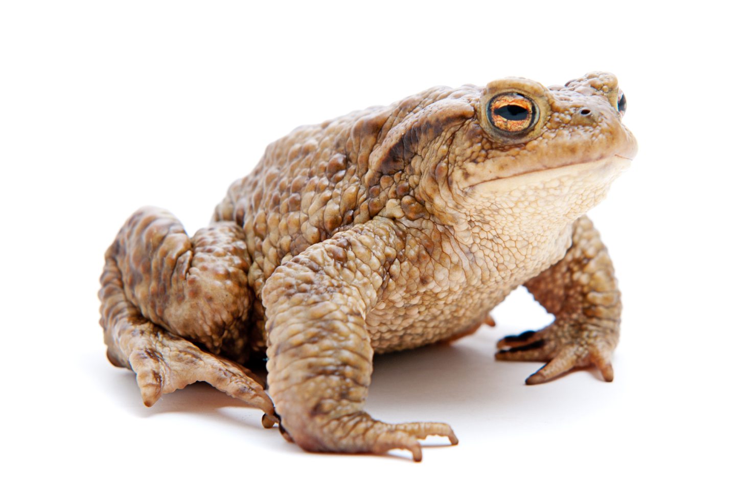 It’s wet and woody, but it’s a mine: Amphibians call Fife coalfields home